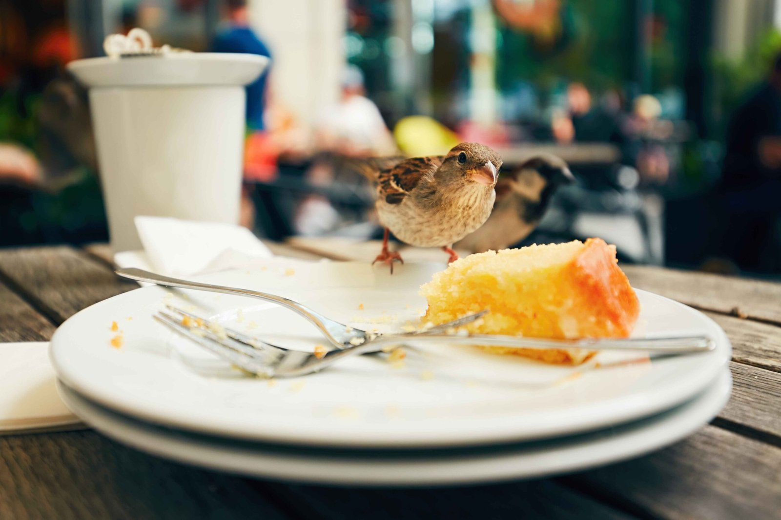 What is the diet of a pet bird?