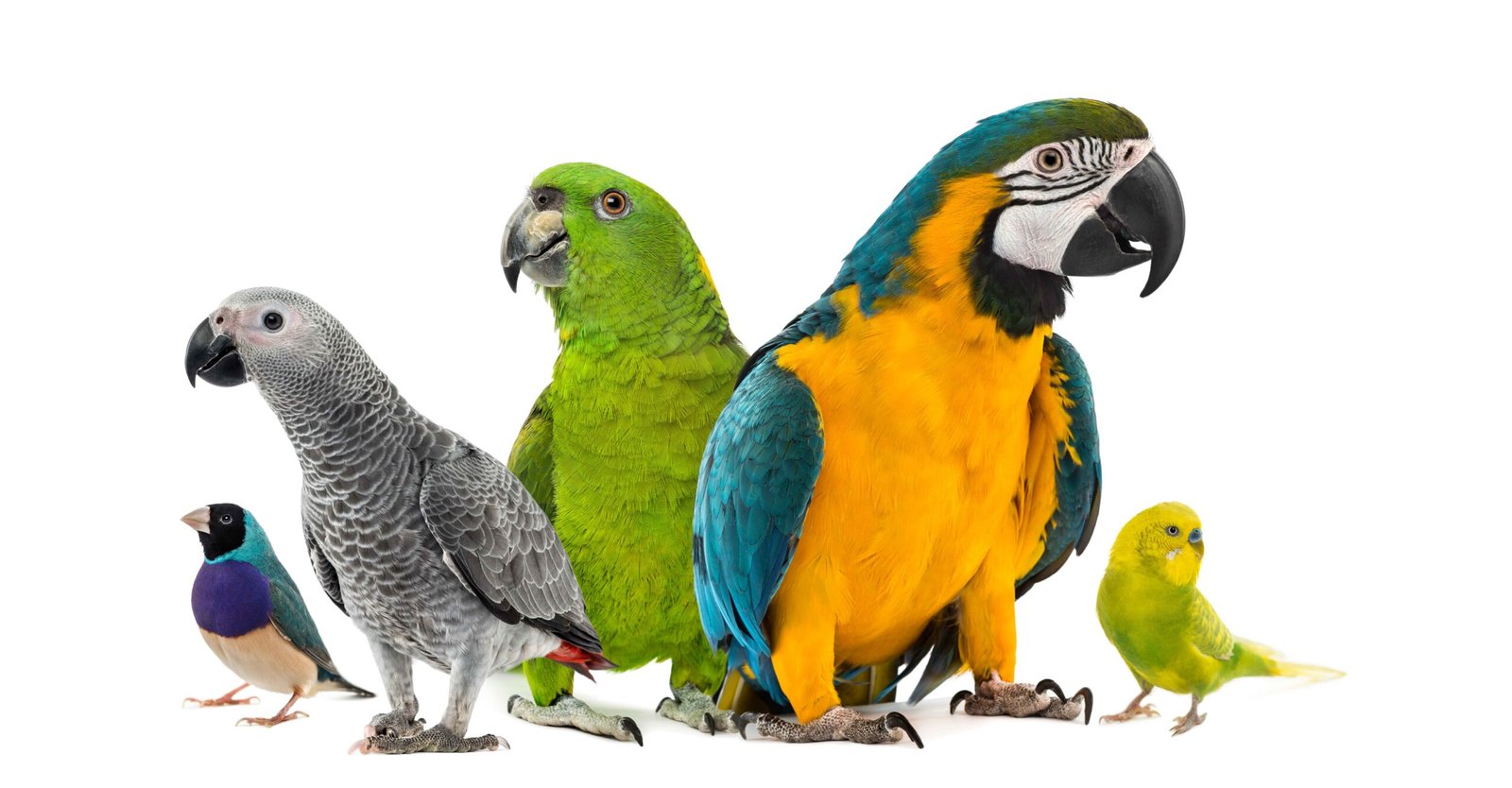 The 7 most popular birds as pets