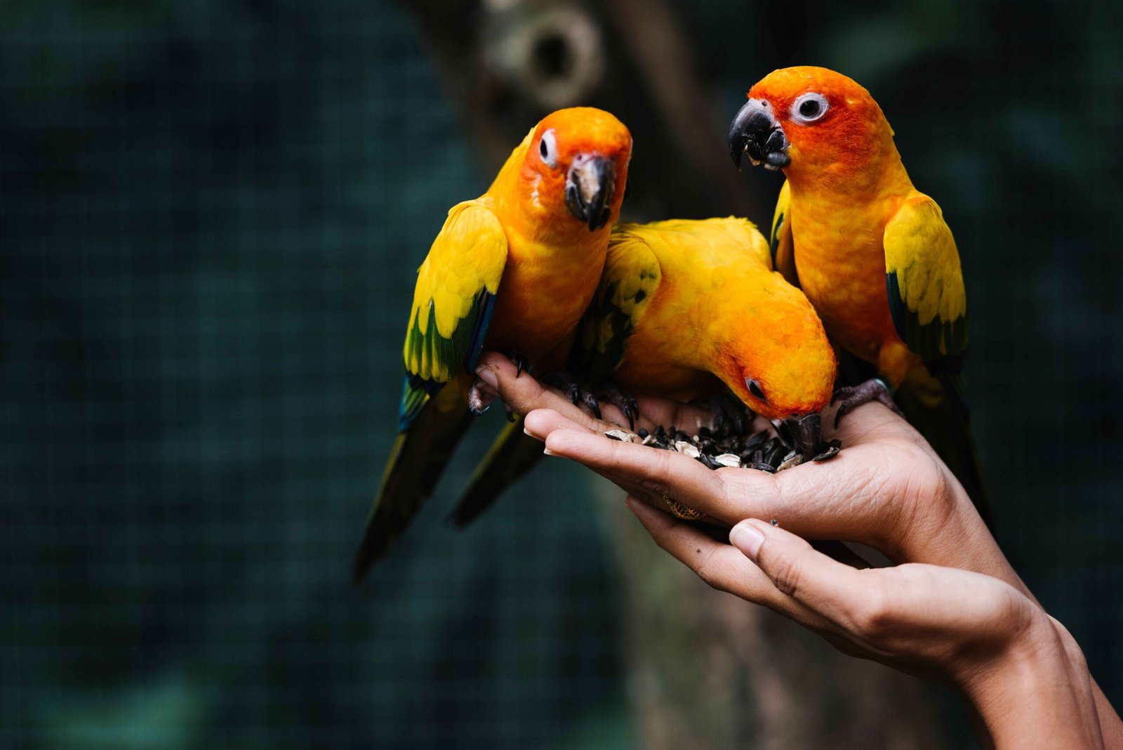 5 Best Emotional Support Birds and Their Benefits
