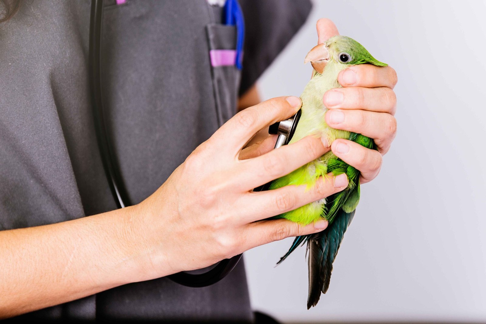 What vaccines and medications are necessary for your pet bird?