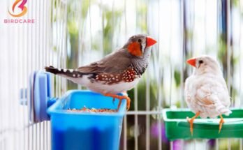 7 Easy Tips for Caring for Pet Birds – Beginner's Guide