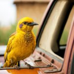 8 Ways to Prevent Birds from Pooping on Your Car